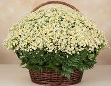 Цветочная композиция из Ромашки в корзине #REPLACE_PRED# Ратчино